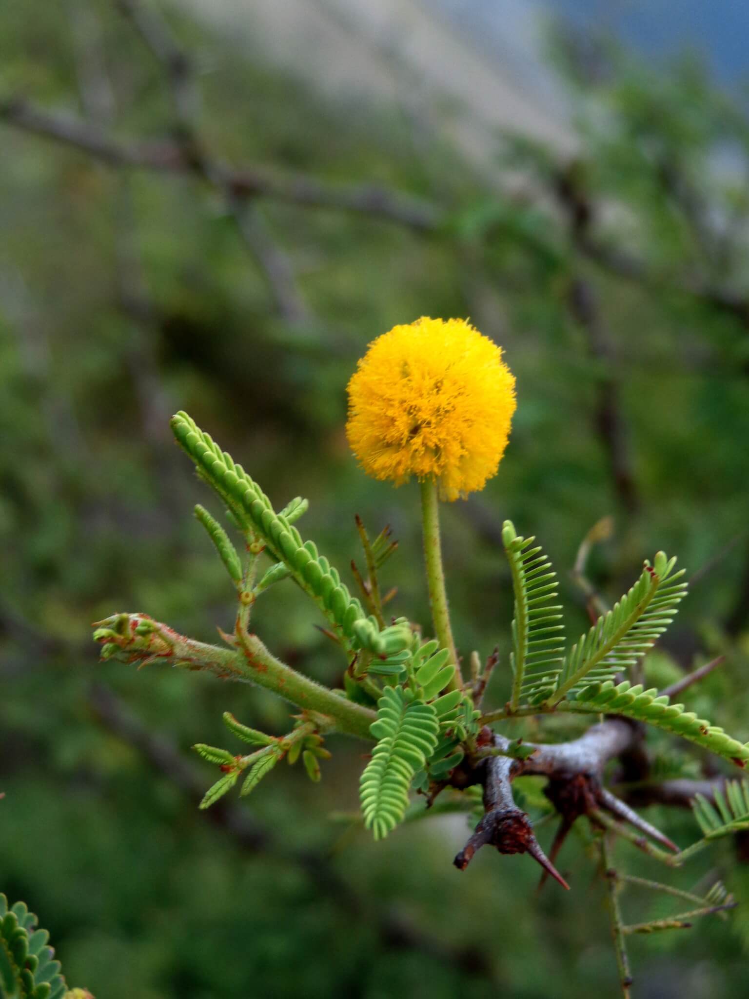 Acacia schaffneri